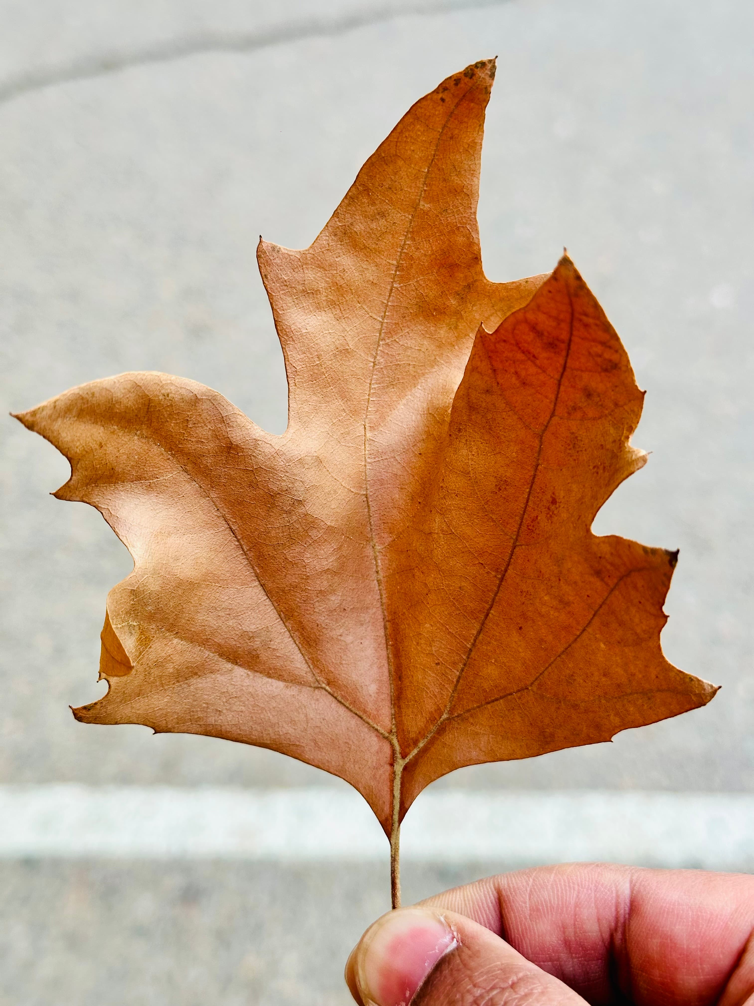 Street photography capture: Blue Dome Architecture by Kumar Gaurav