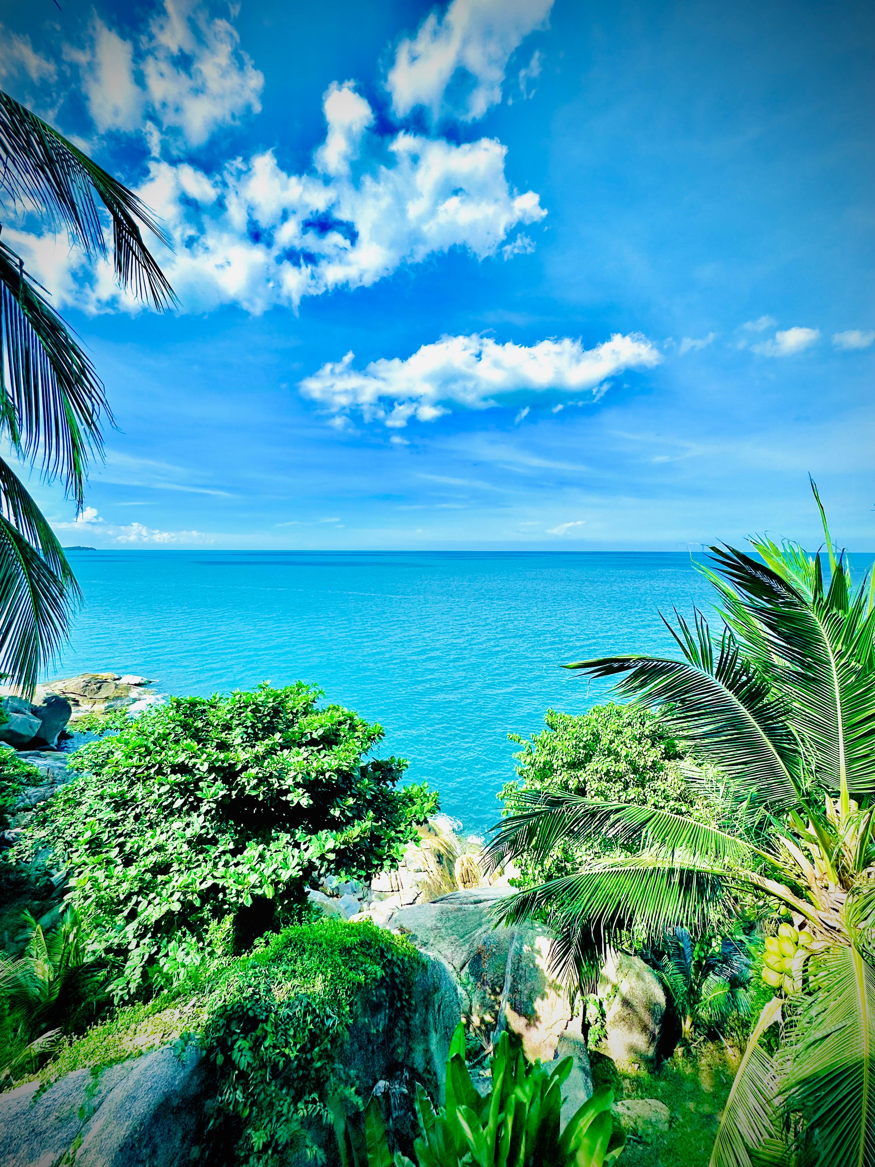 Beachside Palm Trees