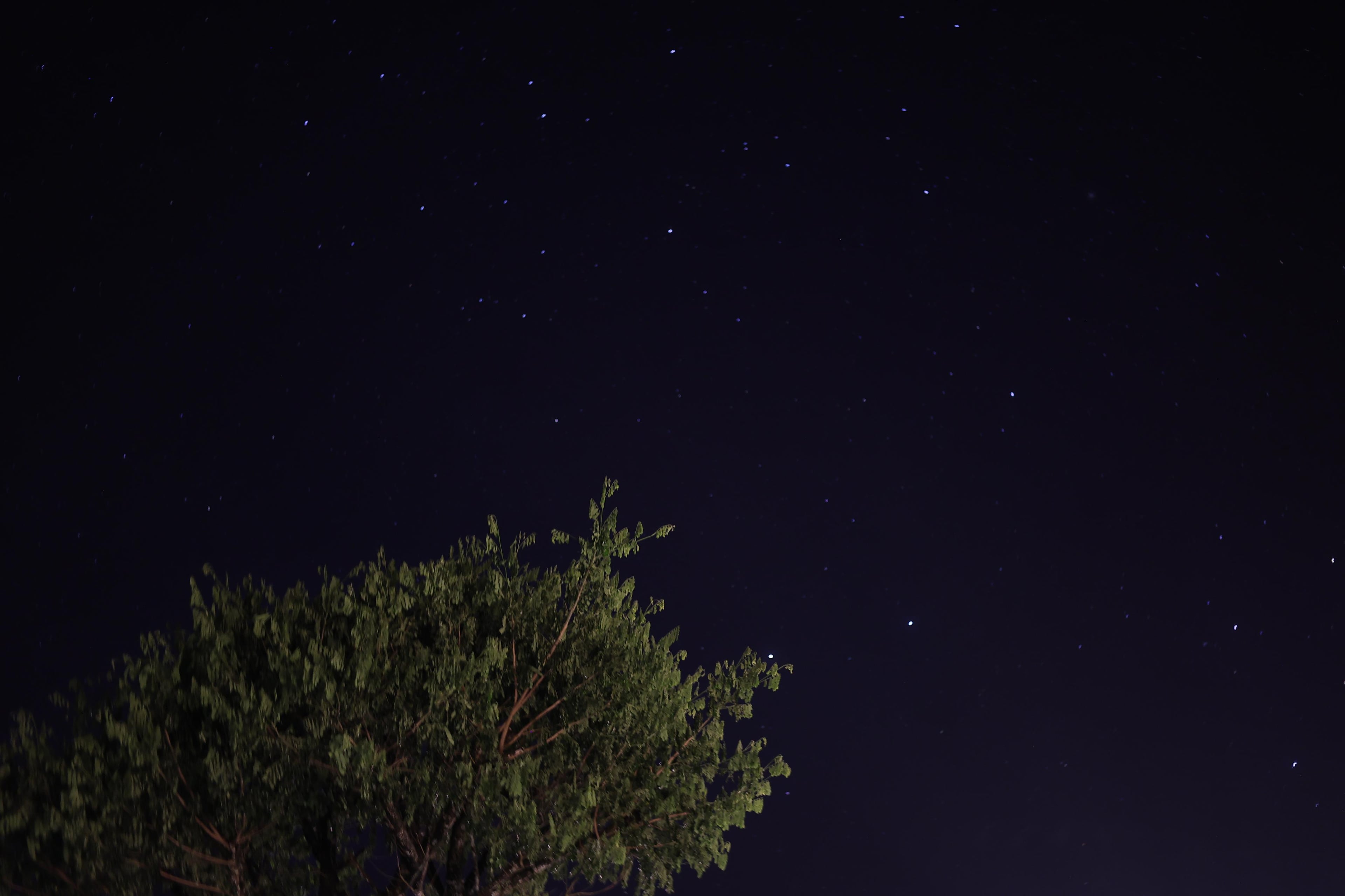 Beachside Palm Trees