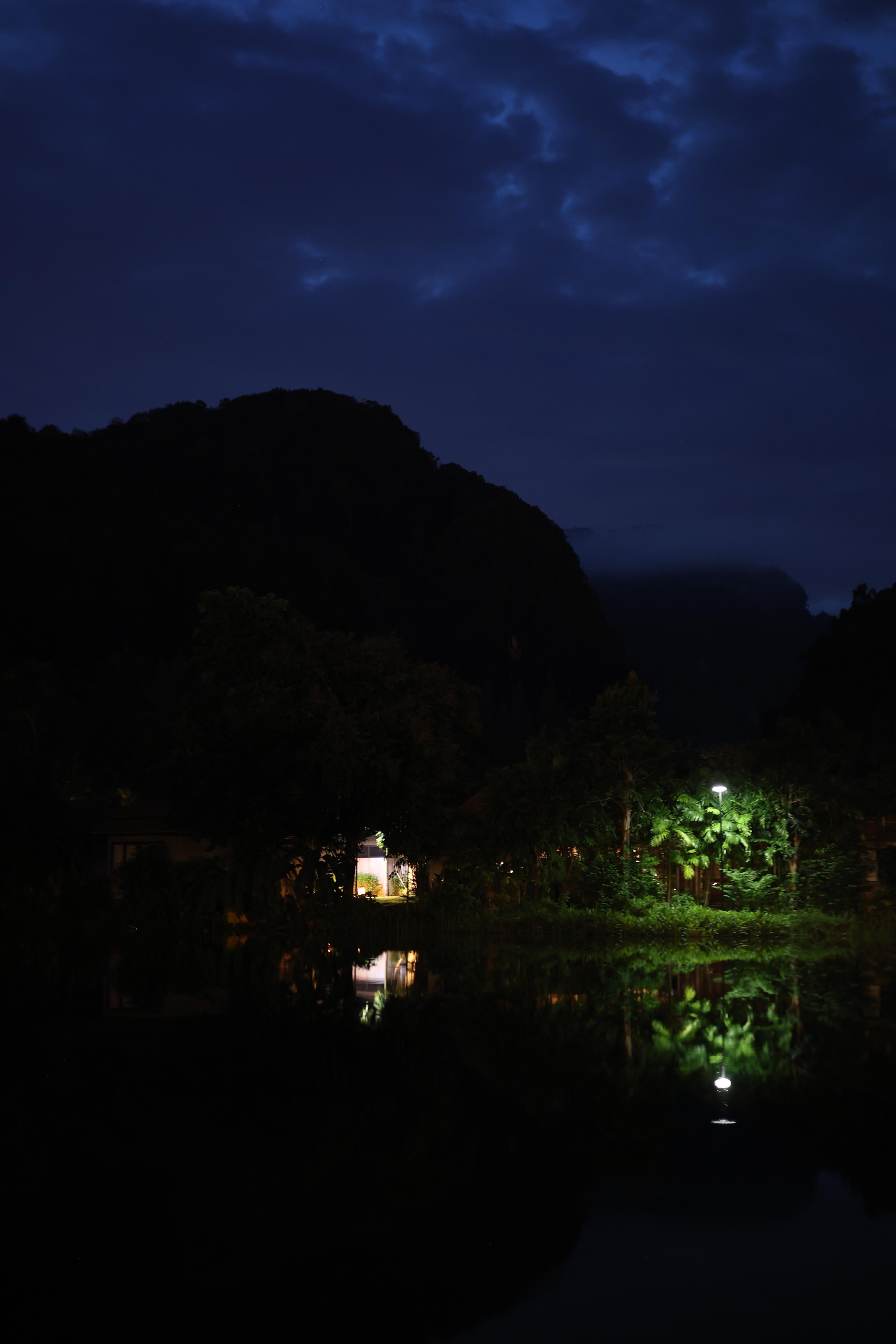 Beachside Palm Trees